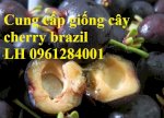 Cây Giống Cherry, Cherry Anh Đào, Cherry Brazil, Cây Giống Nhập Khẩu Chất Lượng Cao