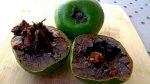 Bán Giống Cây Hồng Chocolate |Hồng Đen |Black Sapote