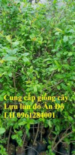 Địa Chỉ Uy Tín Cung Cấp Giống Cây Lựu Lùn Đỏ Ấn Độ, Lựu Ai Cập, Cây Lựu, Uy Tín, Chất Lượng