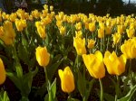 Hoa Tulip -Hoài Niệm Về Đất Nước Hà Lan Xinh Đẹp!!