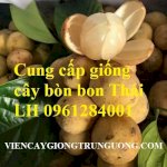 Địa Chỉ Uy Tín Cung Cấp Giống Cây Bòn Bon, Bòn Bon Thái - Viencaygiongtrunguong