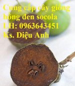 Cung Cấp Cây Giống Hồng Đen Socola, Giống Hồng Đen Chocolate, Black Sapote Nhập Khẩu Chuẩn, Uy Tín, Giao Cây Toàn Quốc. Lh: