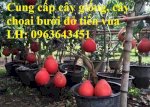 Cung Cấp Cây Giống, Cây Choai Bưởi Đỏ Luận Văn, Bưởi Tiến Vua, Bưởi Vỏ Đỏ Thanh Hoá Chuẩn F1, Uy Tín, Giao Hàng Toàn Quốc. Lh: