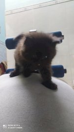 Bán 3 Bé Mèo Anh Ld Màu Trắng-Đen Tuyền