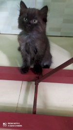 Thanh Lý Nhanh Bé Mèo Anh Ld Màu Mun Khói 2,2 Triệu