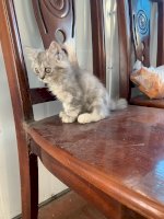 Tìm Nhà Mới Cho Em Mèo Ald Blue Golden Và Em Mèo Aln Gray Tabby