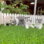 Mèo Anh Lông Ngắn Màu Xám Xanh Và Bicolor