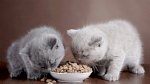 Thức Ăn Cho Mèo Và Kiến Thức Về Lựa Chọn Thức Ăn Cho Mèo
