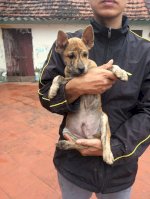 Bán Đàn Chó Phú Quốc 2 Tháng Tuổi Đực Cái Đủ Cả , Bố Mẹ Có Giấy Tờ