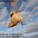 Lưới Bẫy Chim Và Dơi Siêu Nhạy
