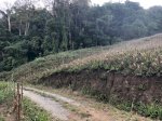 Cần Bán 1,2 Hecta Đất Vườn Đường To Ngay Huyện Kbang Gia Lai Giá Chỉ 430 Triệu