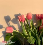 Hoa Tulip Hồng - Vẻ Đẹp Ngọt Ngào Mê Đắm