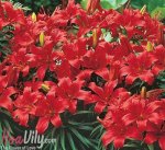 Hoa Loa Kèn Đỏ - Vẻ Đẹp Độc Tôn Của Tháng 4