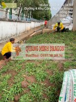 Dịch Vụ Trồng Cỏ Nhung - Cỏ Đậu Phộng Tại Tphcm, Đồng Nai