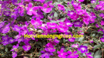 Cung Cấp Giống Cây Mua Thái - Cây Hoa Mua Tím Siêu Đẹp , Giao Hàng Toàn Quốc .