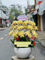Shop Hoa Tươi Chuyên Lan Hồ Điệp Uy Tín Tại Sài Gòn