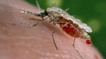 Dịch Vụ Diệt Muỗi Tại Thái Nguyên