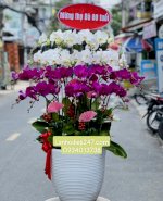 Shop Hoa Tươi Sài Gòn 247 Chuyên Lan Hồ Điệp Cao Cấp Hàng Đầu Tphcm