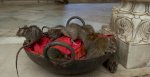 Dịch Vụ Chống Chuột, Kiểm Soát Chuột Tại Nghệ An