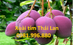 Chuyên Cung Cấp Giống Cây Xoài Tím Thái Lan , Sỉ Lẻ Toàn Quốc .