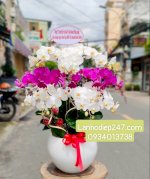 Shop Lan Hồ Điệp Đẹp Cao Cấp Số 1 Tphcm - Hoa Tươi 247 Sài Gòn