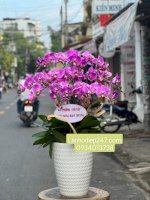 Những Chậu Lan Hồ Điệp Đột Biến Độc Đáo Mới Lạ Tại Shop Hoa Tươi 247 Sài Gòn