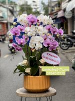 Shop Lan Hồ Điệp Cao Cấp Tại Tphcm - Shop Hoa Tươi 247 Sài Gòn