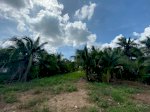 Đất Vườn Dừa Đẹp- Đã Xây Hàng Rào Quanh Đất