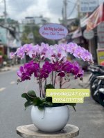 Shop Lan Hồ Điệp Cao Cấp Tại Tphcm - Shop Hoa Lan 247 Sài Gòn