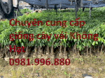 Chuyên Cung Cấp Giống Cây Vải Không Hạt , Giống Vải Hot Nhất Việt Nam .