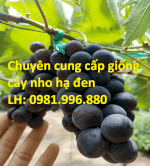 Cung Cấp Giống Cây Nho Hạ Đen , Giao Hàng Toàn Quốc