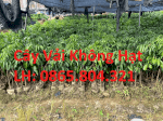 Kĩ Thuật Trồng Và Chăm Sóc Giống Cây Vải Không Hạt , Giống Vải Đắt Đỏ Tại Việt Nam .