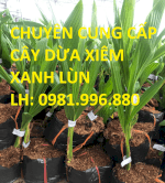 Cây Dừa Xiêm Lùn , Cây Dừa Xiêm Xanh Lùn , Cây Dừa Xiêm Lục , Cây Dừa Xiêm Chu .