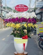 Shop Hoa Lan Sài Gòn 247 Là Địa Chỉ Bán Lan Hồ Điệp Đẹp Uy Tín Nhất Tphcm
