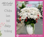 Lan Hồ Điệp Trắng Gửi Trao Tấm Chân Tình!