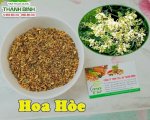 Công Dụng Và Cách Sử Dụng Hoa Hòe Trong Điều Trị Bệnh