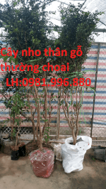 Cây Nho Thân Gỗ Thường Choai, Chuyên Cung Cấp Cây Giống Nhập Khẩu, Vẫn Chuyển Toàn Quốc.