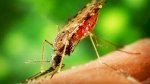 Phun Thuốc Diệt Muỗi Tại Bình Phước - Diệt Muỗi Tận Gốc