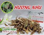 Những Công Dụng Tuyệt Vời Của Cây Hương Nhu