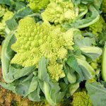 Hạt Giống Bông Cải Súp Lơ Xanh Hình San Hô Xoắn Ốc Rạng Đông - Green Cauliflower 229 (Romanesco)
