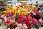 Hoa Tulip Đẹp Đủ Màu Sắc - Ý Nghĩa Hoa Tulip