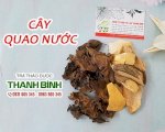 Cây Quao Nước Và Những Tác Dụng Đối Với Sức Khỏe