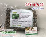 Đặc Điểm Và Tác Dụng Chữa Bệnh Của Cây Kiến Cò (Bạch Hạc)