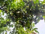Cây Giống Hồng Đen Socola Black Sapote