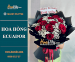 Bó Hoa Hồng Ecuador - Chỉ Yêu Mình Em