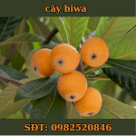 Cây Giống Biwa Nhật Bản - Thao Nguyen Garden - Loại Quả Sang Chảnh Có Mức Giá Thuộc Hàng Đắt Đỏ Bậc Nhất Thế Giới