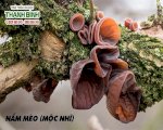 Nấm Mèo (Mộc Nhĩ) Và Những Công Dụng Tuyệt Vời Cho Sức Khoẻ