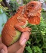 Rồng Nam Mỹ Iguana Cưng