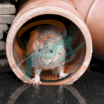 Ống Bện Bọc Dây Điện Chống Loài Gặm Nhấm Flexo Rodent Resistant (Rrn) Techflex -