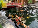 Vệ Sinh Bể Lọc Hồ Cá Koi Chuẩn Ở Đồng Nai, Hcm, Brvt